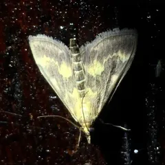 Orange Mint Moth thumbnail 3