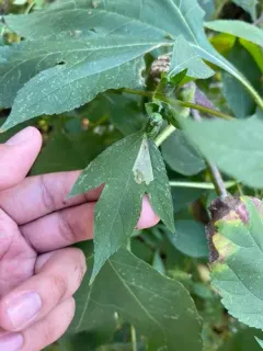 Calycomyza ambrosiae thumbnail 2