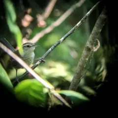 Bewick's Wren thumbnail 3