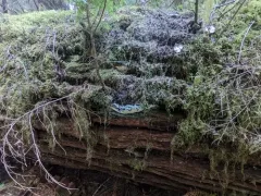 Conifer-base Polypore thumbnail 1