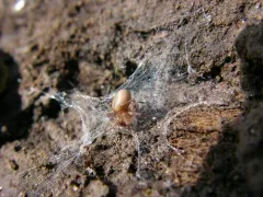 Clean Meshweaver thumbnail 4