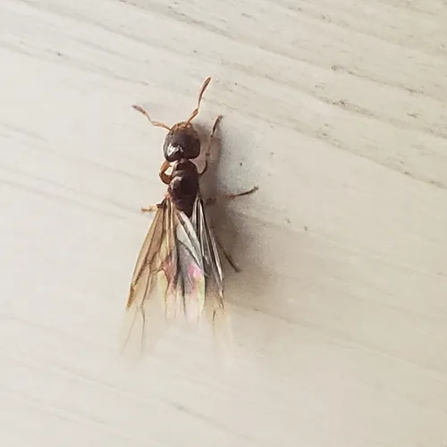 Common Citronella Ant