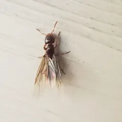 Common Citronella Ant thumbnail 1