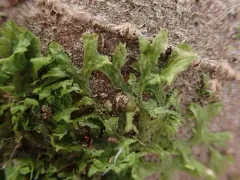 Whiskered Veilwort thumbnail 2