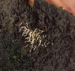 Akanthomyces aranearum thumbnail 2