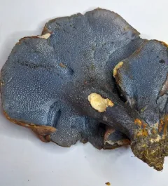 blue polypore thumbnail 4