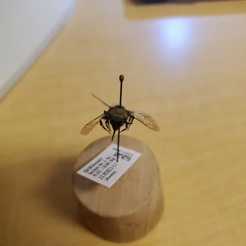 Melecta separata
