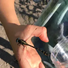 Elusive Clubtail thumbnail 4