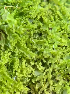 Lesser Crestwort thumbnail 2