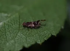 Bactericera maculipennis thumbnail 3