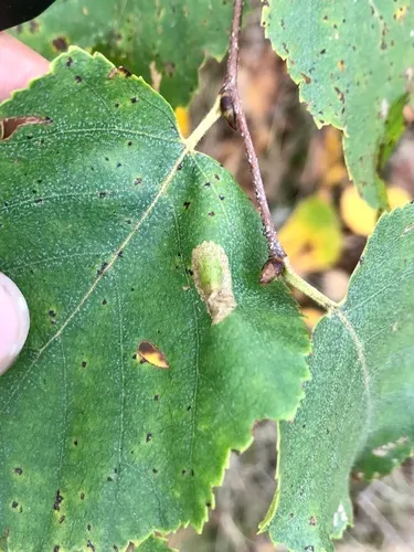 Phyllonorycter martiella