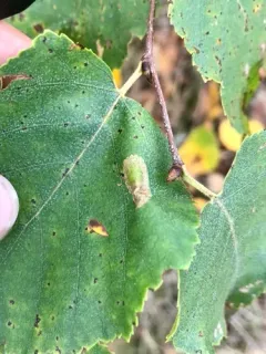 Phyllonorycter martiella thumbnail 1