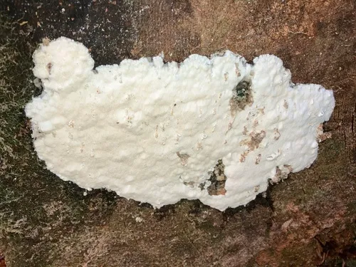 Lentoporia carbonica