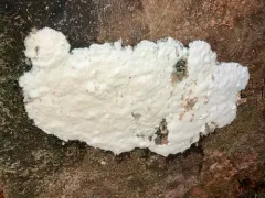 Lentoporia carbonica thumbnail 1