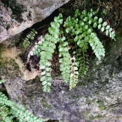 green spleenwort thumbnail 1