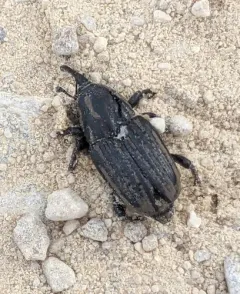 Tule Billbug thumbnail 3