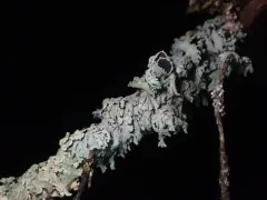 Cupped Fringe Lichen thumbnail 3
