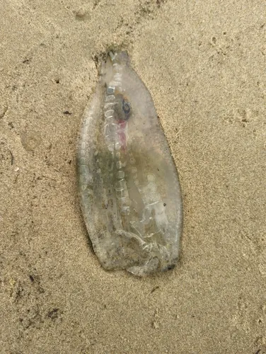 Twin-sailed Salp
