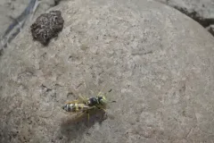 Philanthus zebratus thumbnail 4