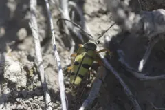 Typocerus balteatus thumbnail 3
