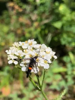 Large Red-belted Clearwing Moth thumbnail 4