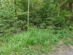 Purple moor grass thumbnail 2