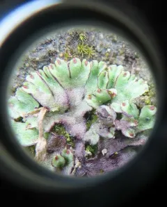 Delicate Starwort thumbnail 4