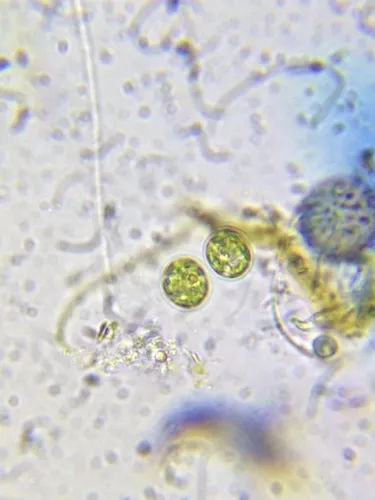Chlorobotrys regularis
