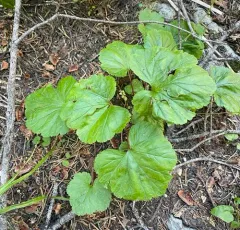 Brewer's Mitrewort thumbnail 4