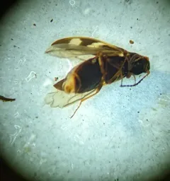 Eanus maculipennis thumbnail 1