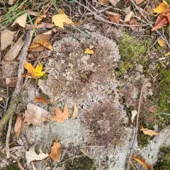 field dog lichen thumbnail 3