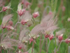 prairie smoke thumbnail 4