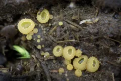 Ascobolus furfuraceus thumbnail 2