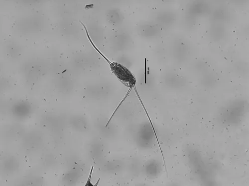 Filinia longiseta