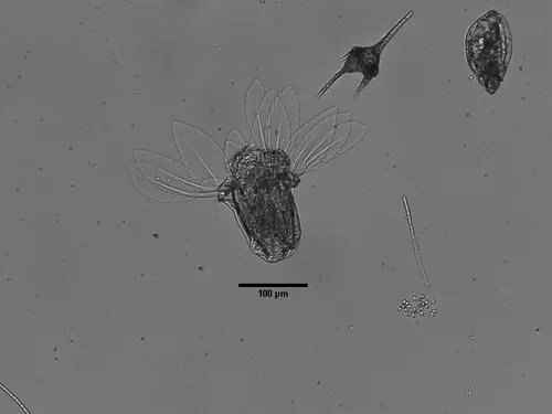 Polyarthra major