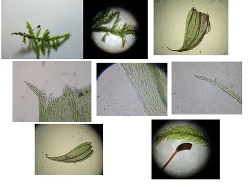 Brachythecium erythrorrhizon