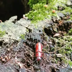 Pole Borer thumbnail 2