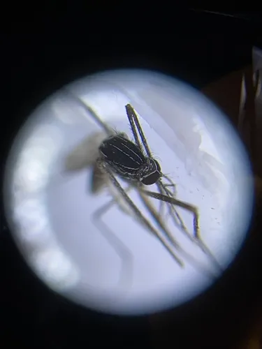 Ornate Treehole Mosquito