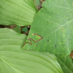 Stigmella rhoifoliella thumbnail 1