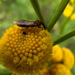 Dilophus stigmaterus thumbnail 4