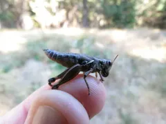 Willamette Short-wing Grasshopper thumbnail 4