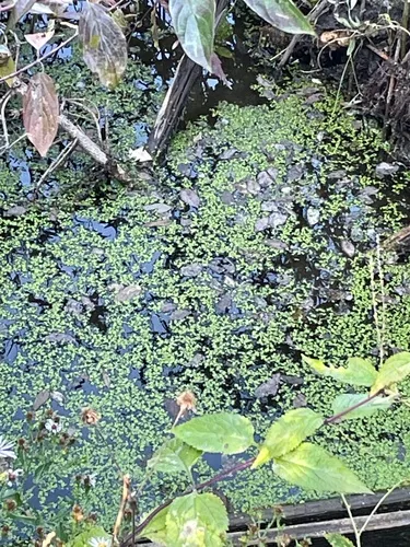 lesser duckweed