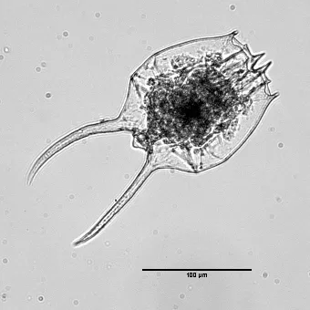 Brachionus caudatus