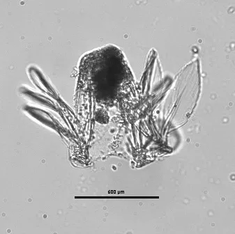 Polyarthra euryptera