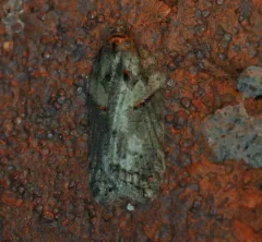 Marbled Button thumbnail 2
