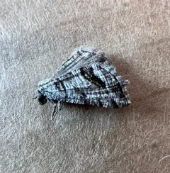 Macaria colata thumbnail 3