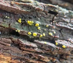 Chlorosplenium chlora thumbnail 3