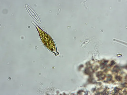 Lepocinclis marssonii