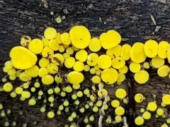 Yellow Fairy Cups thumbnail 5