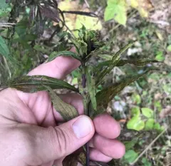 Dasineura folliculi thumbnail 3